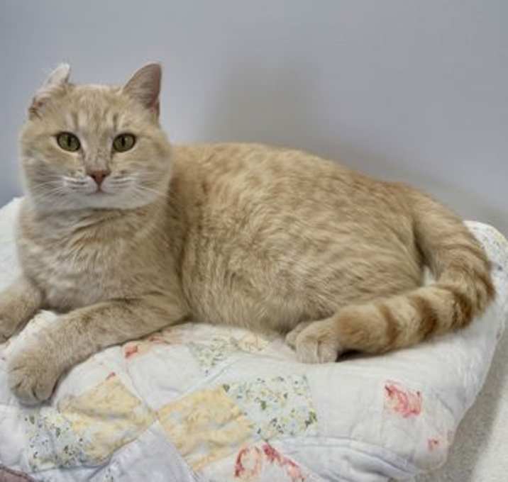 Photo of Creamsicle