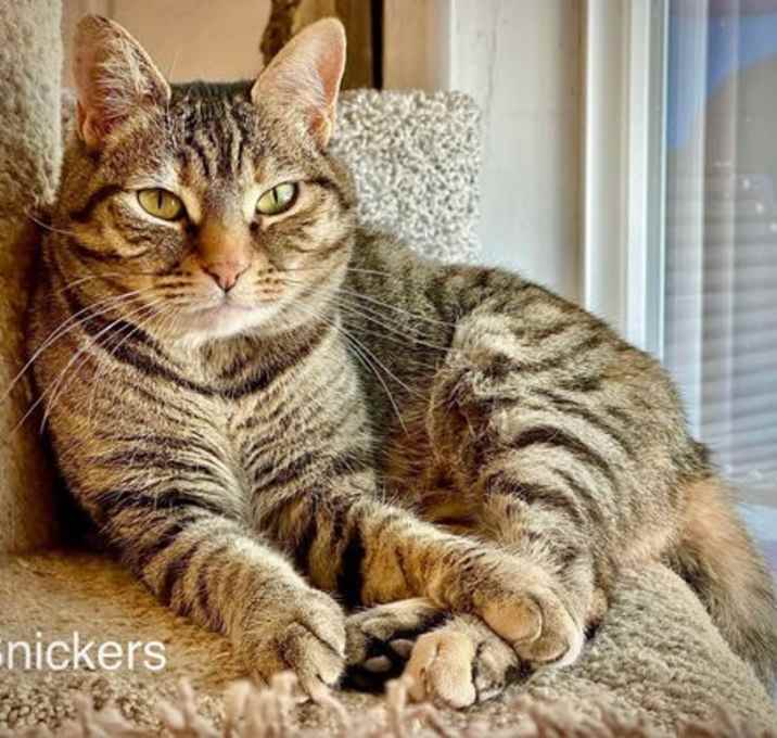 Photo of Snickers