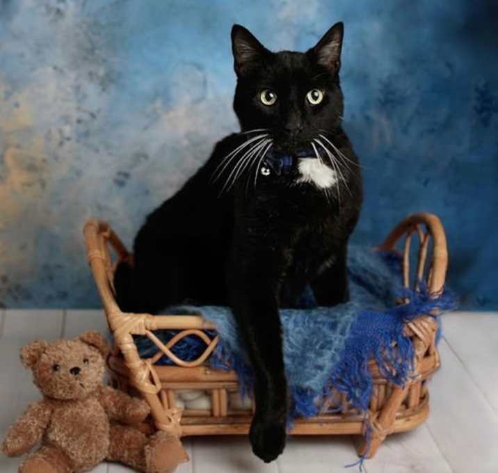 Photo of Marten