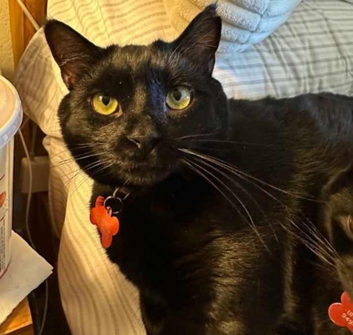Photo of Apollo bonded with Baby Too