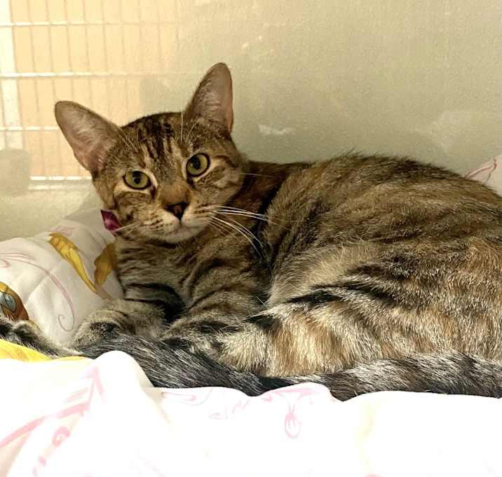Photo of Shirley Cat