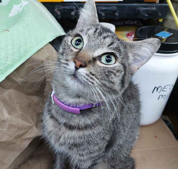 Photo of Phoebe