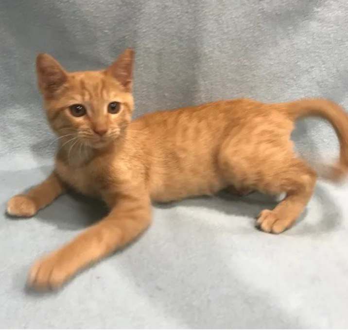 Photo of Cheddar