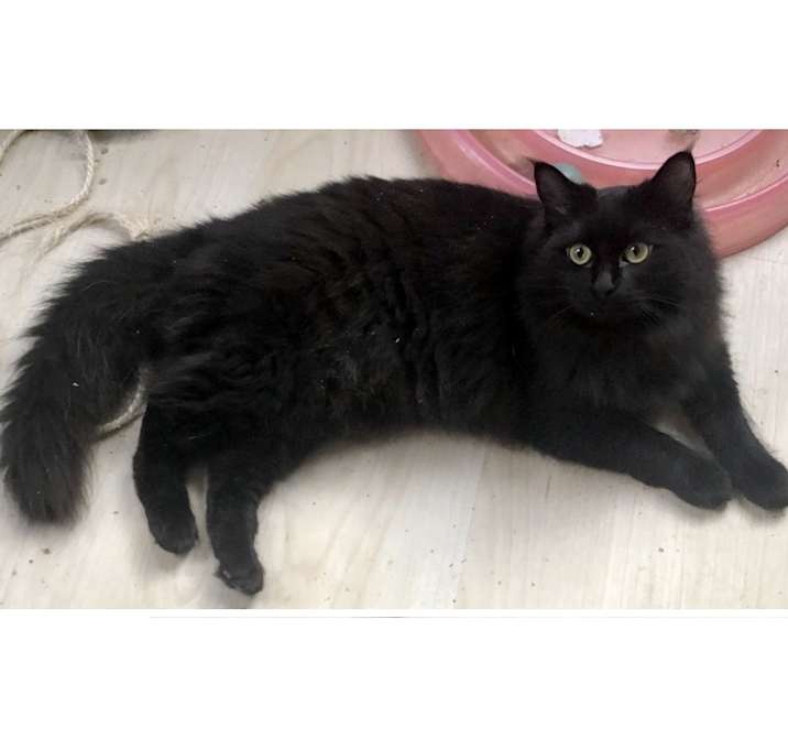 Photo of Ember