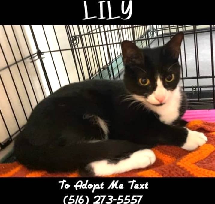Photo of Lily