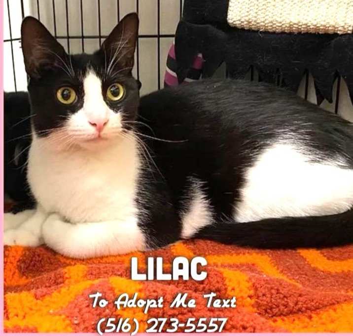 Photo of Lilac