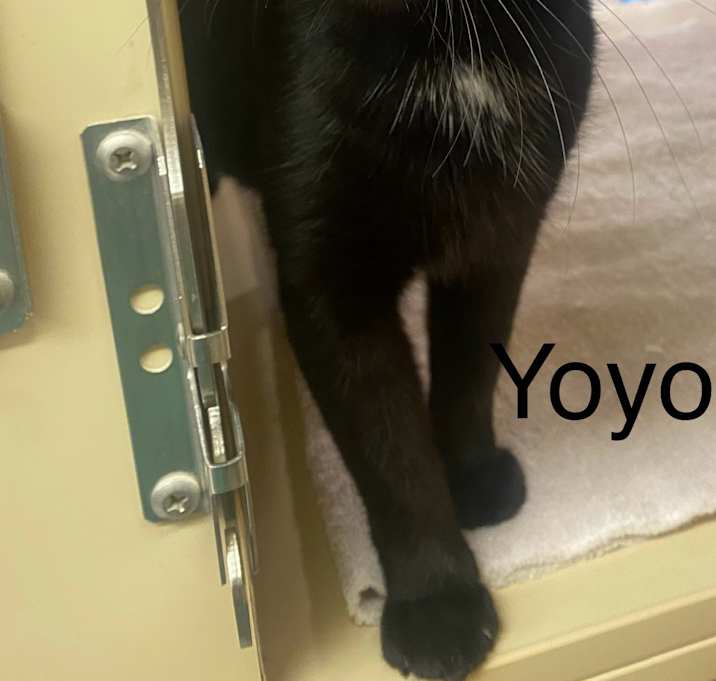 Photo of Yo-yo