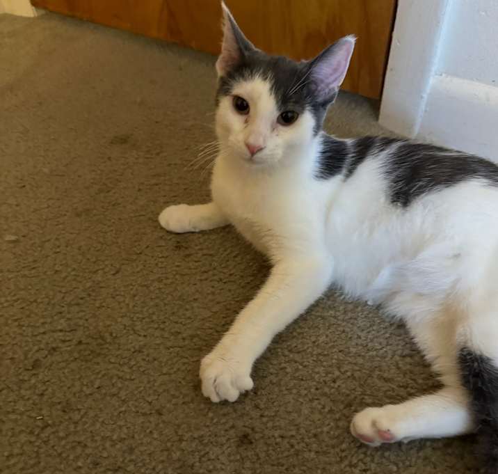 Photo of Muffin