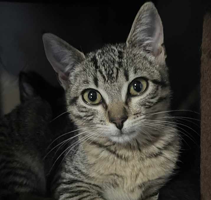 Photo of Rocket (bonded with Apollo)