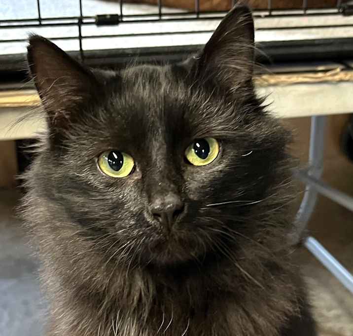 Photo of Mystique