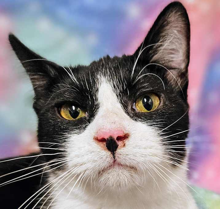Photo of Andy - RC PetSmart