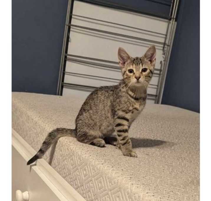 Photo of Sienna