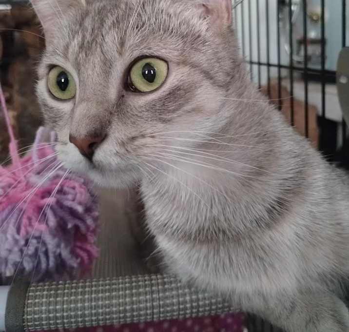 Photo of JellyBean