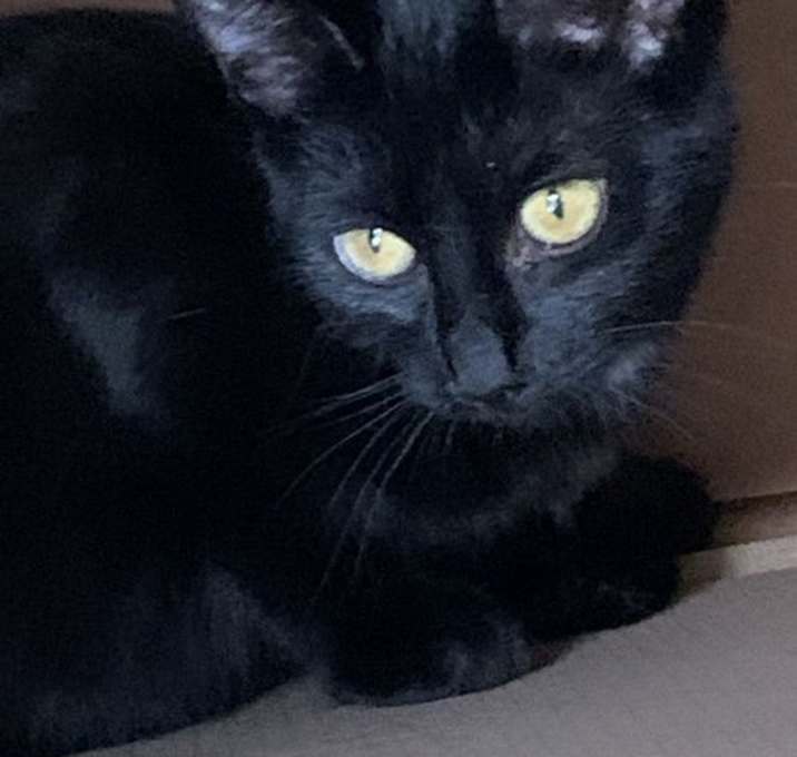 Photo of PEPPER