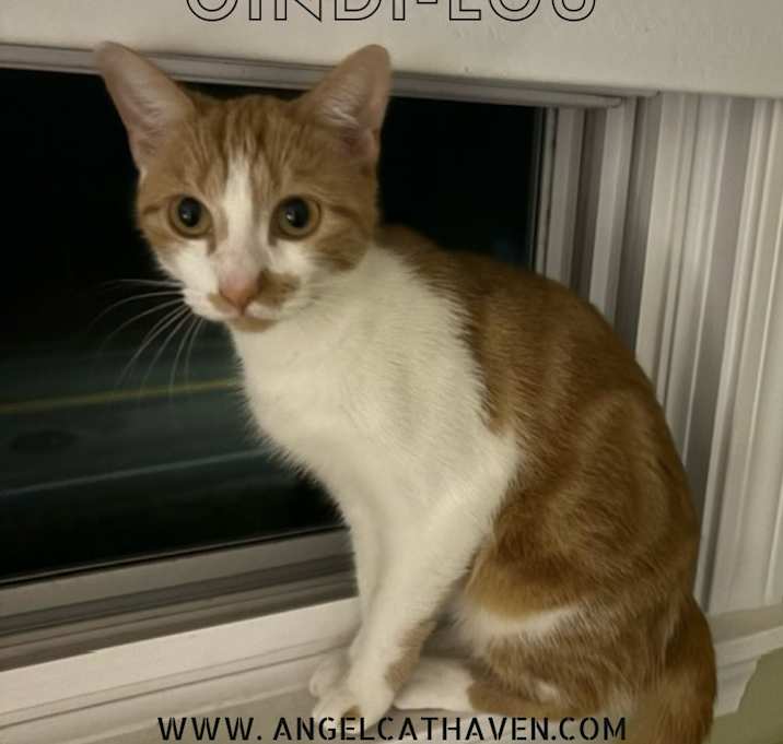 Photo of Cindi-Lou