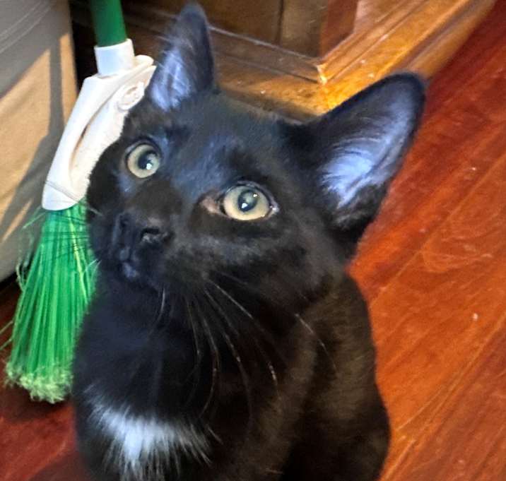 Photo of Shotz