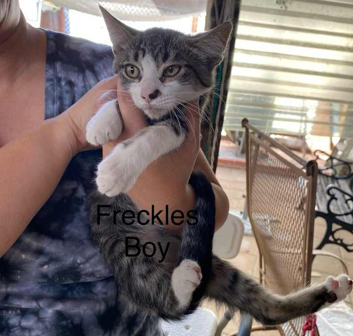 Photo of Freckles