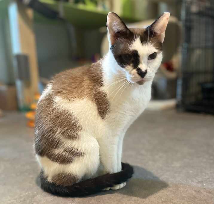Photo of Scrabble