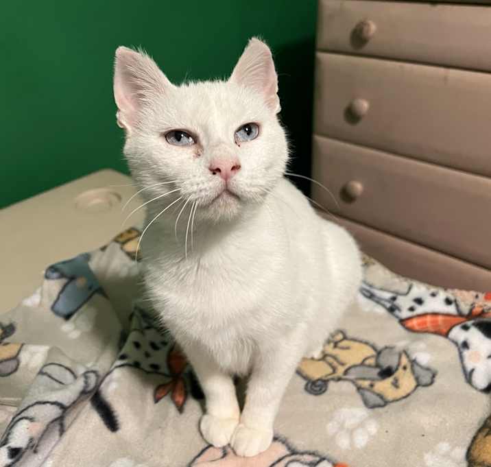 Photo of ELSA - Bonded with Lilly