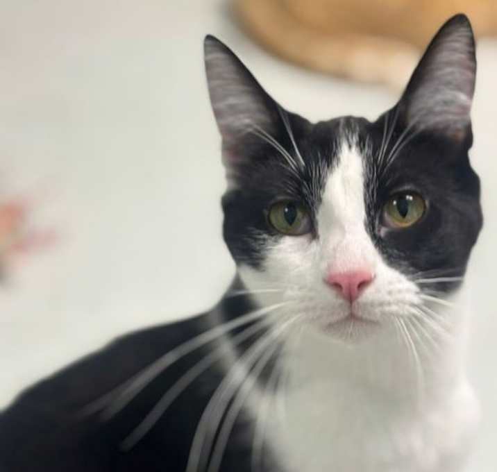 Photo of Mario (Bonded pair with Luigi)