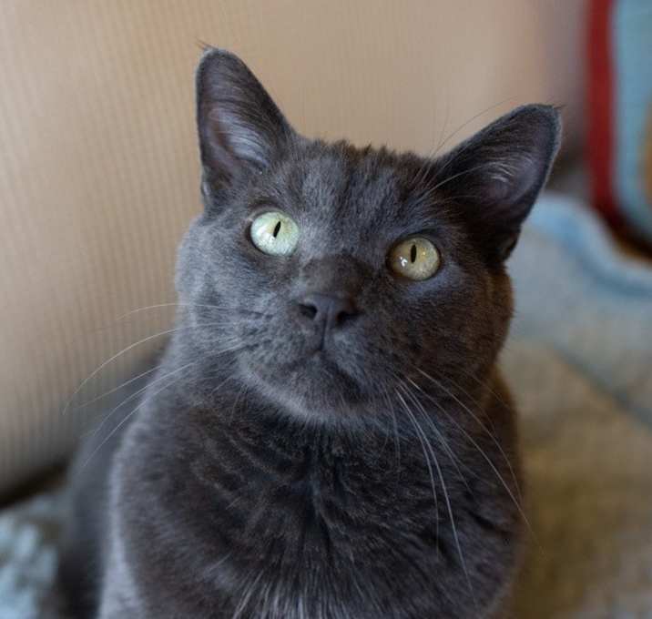 Photo of Petey