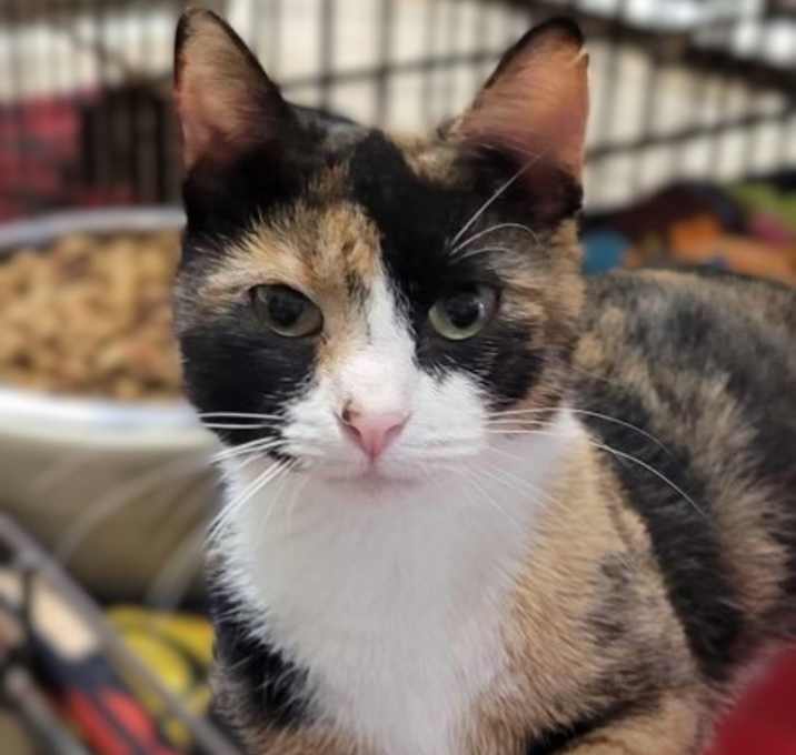 Photo of Tilly