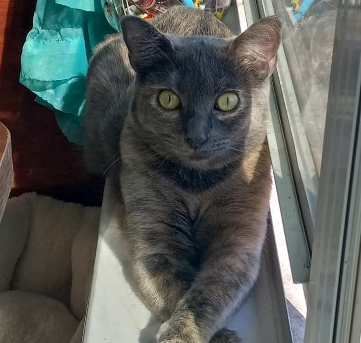 Photo of Francesca de Meow MS