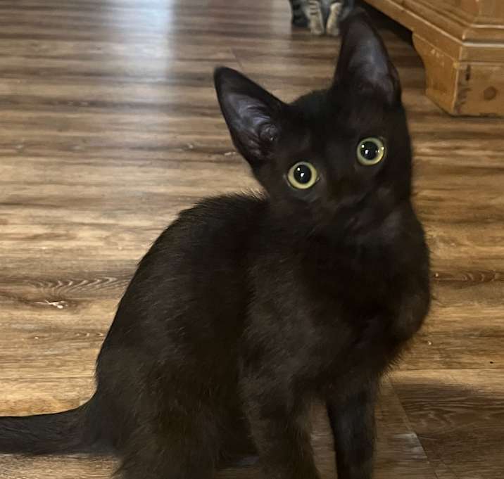 Photo of Apollo (bonded with Rocket)