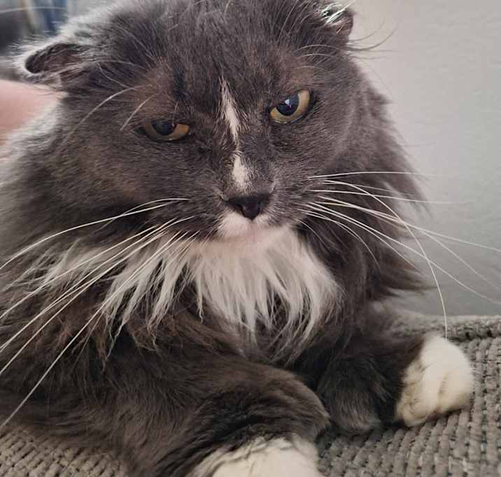Photo of Mitzi   (Polydactyl)