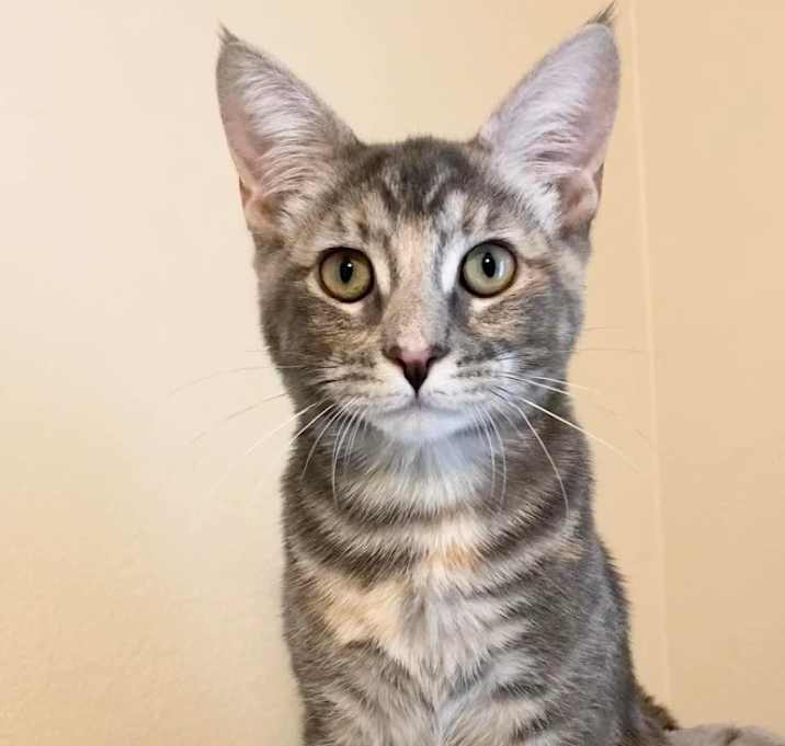 Photo of Nebula