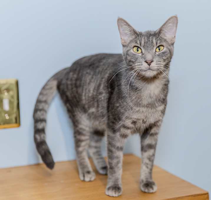 Photo of Violet
