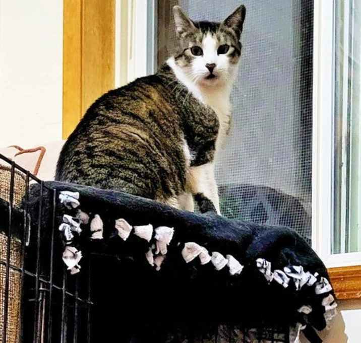 Photo of PAWLIE & MISS CRYS  Offered by Owner -In/Out Pair