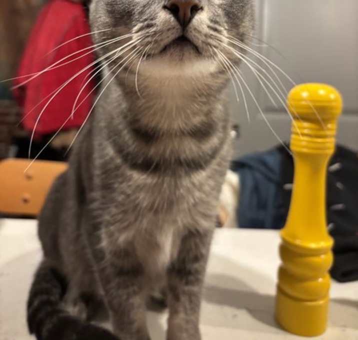Photo of Blossom