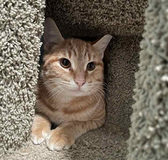 Photo of Pecan