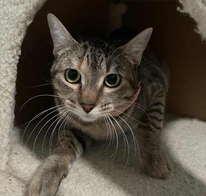 Photo of Acorn