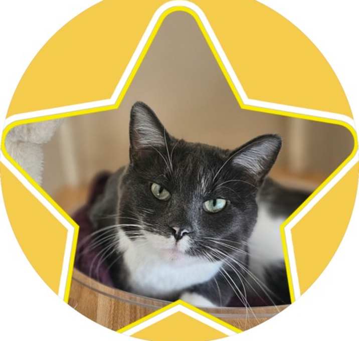 Photo of Golden