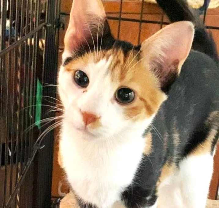 Photo of Electra