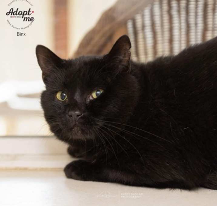 Photo of Binx