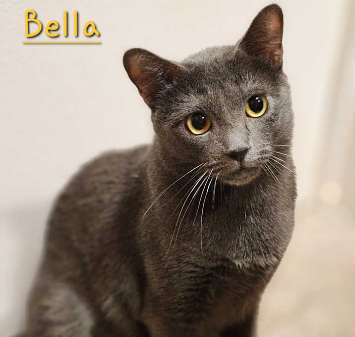 Photo of Bella