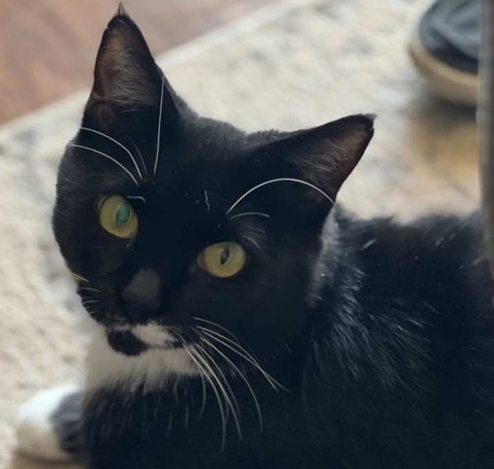 Photo of Siren - Sweet Lap Cat