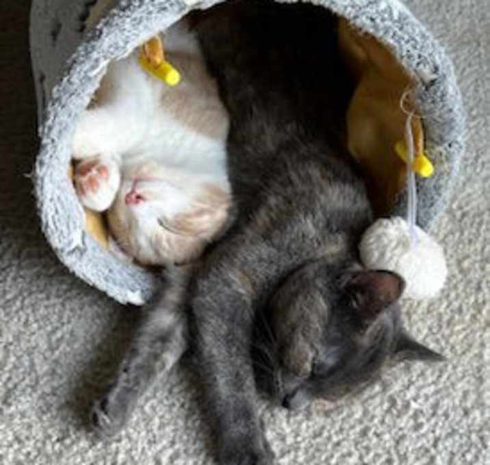 Photo of Oliver and Olivia (Bonded Pair)