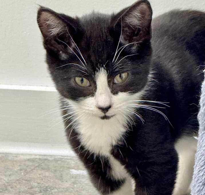 Photo of Domino, social & playful baby!