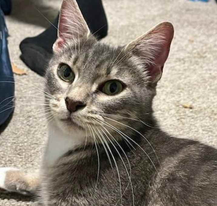 Photo of Sweet Pea
