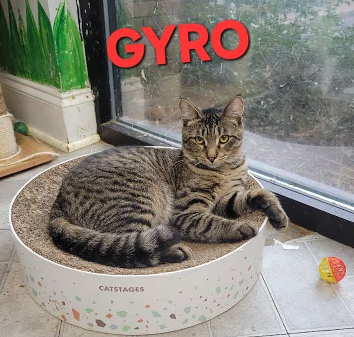 Photo of Gyro