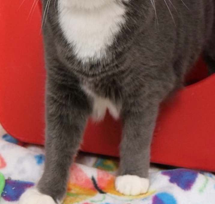 Photo of Carrie (in foster)