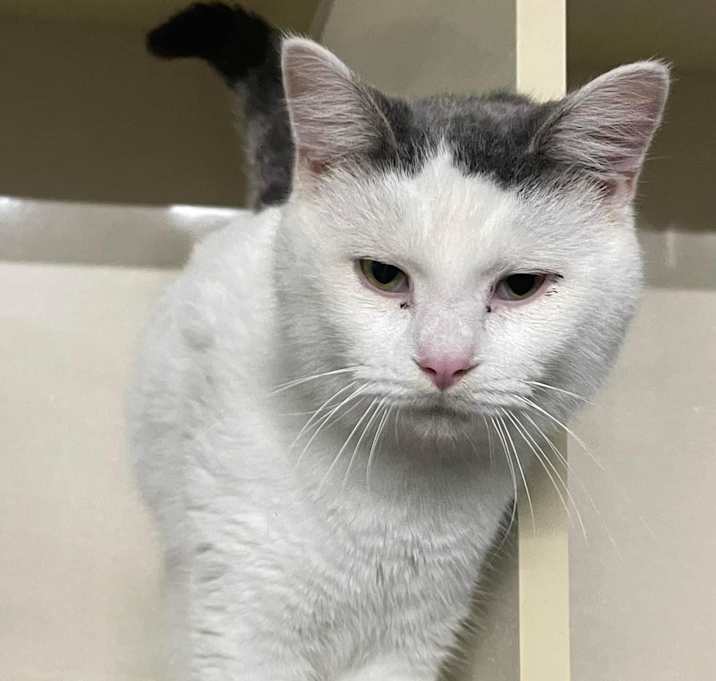 Photo of Nimbus