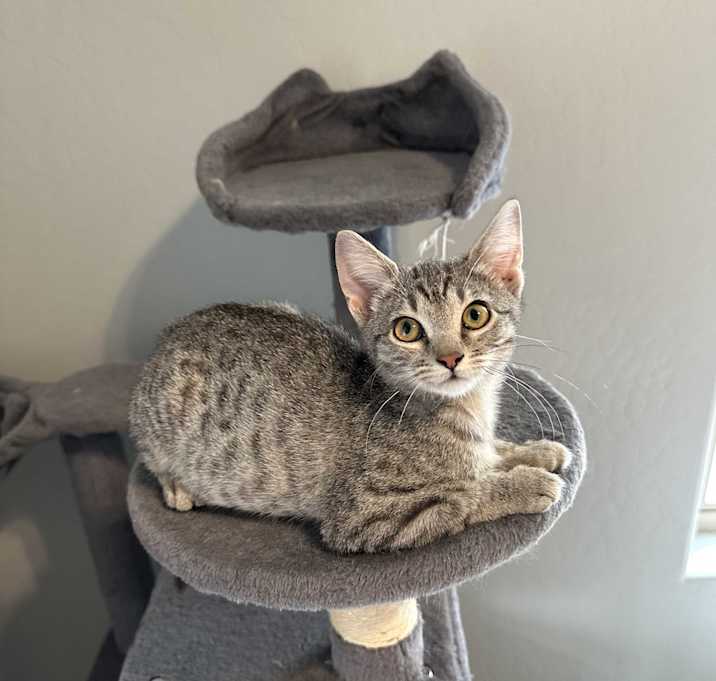 Photo of Zoe - (foster-Bruce)