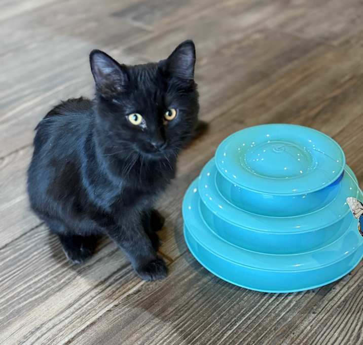 Photo of Rocky- (foster-Bruce)