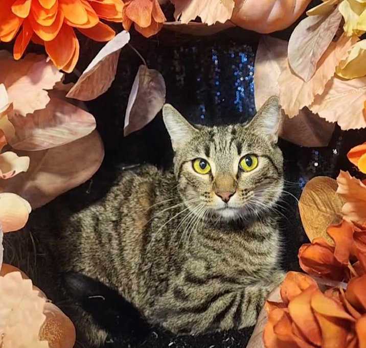 Photo of Foxey