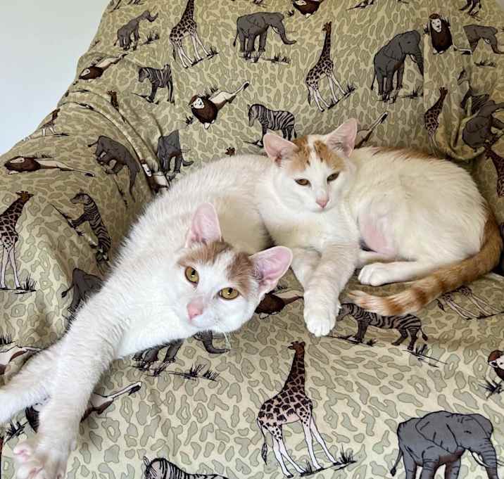 Photo of Hoban / Darr (Bonded Pair)